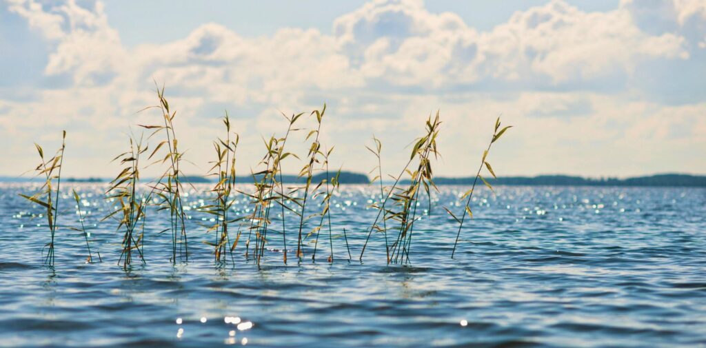 aurinkoisena päivänä olkia vedessä