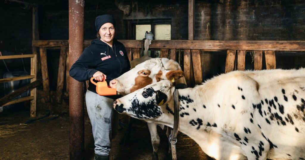 nainen syöttää kahta lehmää