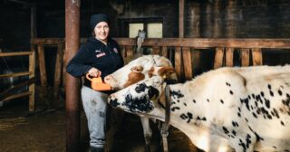 nainen syöttää kahta lehmää