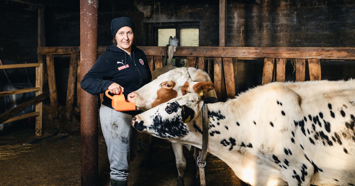 nainen syöttää kahta lehmää